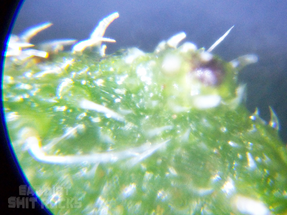 The edge of one of the green bracts behind the sunflower's flower-looking parts.