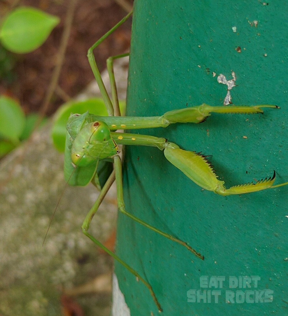 Mantis facing but perhaps not looking at yours truly.