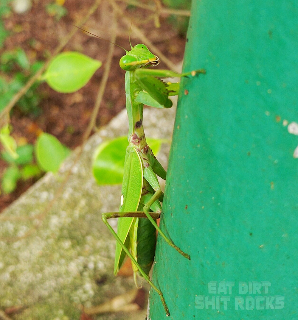 Big praying mantis side-eyeing me.