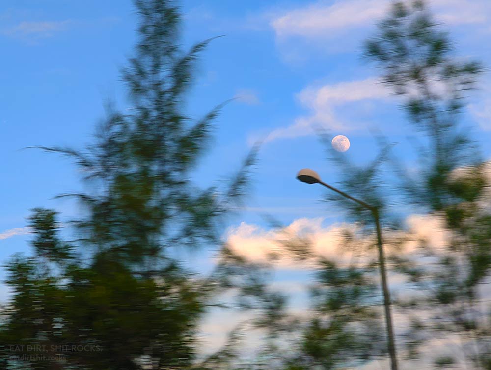 The moon peeking out between trees and streetlamps, as seen from the back of a speeding taxi.